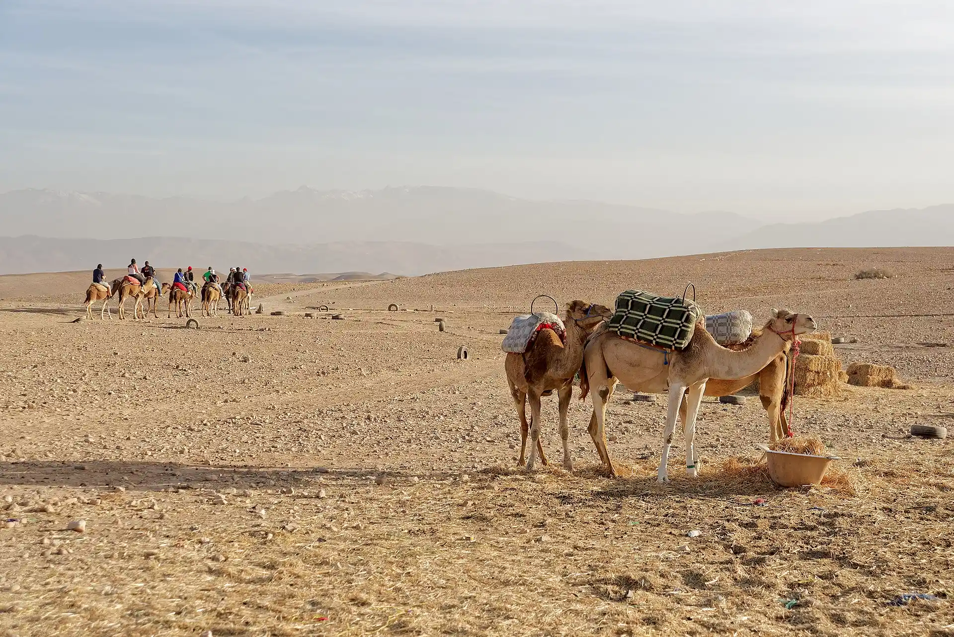 Atardecer dorado sobre el desierto de Agafay cerca de Marrakech con siluetas de camellos y jinetes