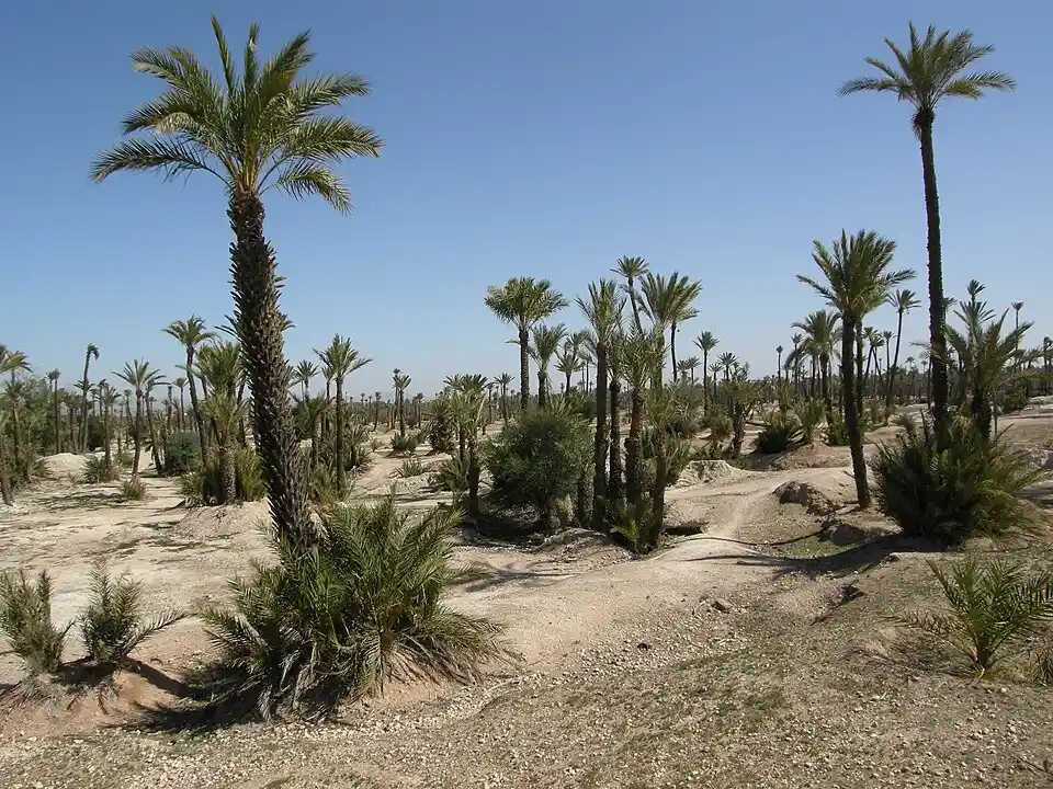Lush palm trees in the Marrakech Palmeraie with dappled sunlight
