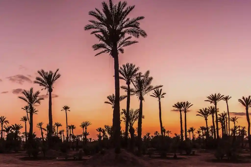 Palmeras exuberantes en la Palmeraie de Marrakech con luz filtrada entre las hojas