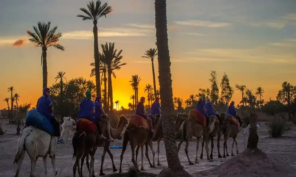 Camel caravan walking through palm trees at sunset in the Palmeraie